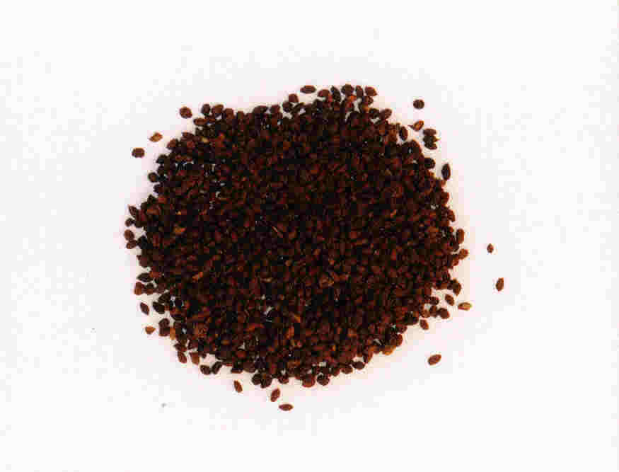 hipophae.jpg (16482 Byte)